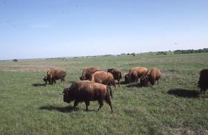 Buffalo Ranch