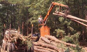 Oklahoma Timber Industry