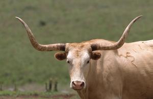 Primary view of object titled 'Longhorn Cattle'.