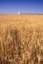 Photograph: Wheat Field and Grain Elevator