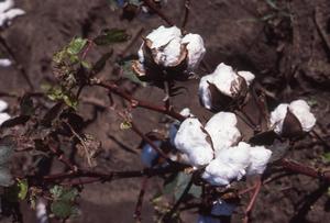Primary view of object titled 'Cotton Field'.