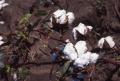Thumbnail image of item number 1 in: 'Cotton Field'.