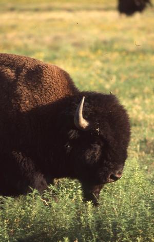 Primary view of object titled 'Buffalo'.