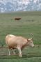 Thumbnail image of item number 1 in: 'Longhorn Cattle'.
