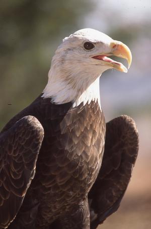 Primary view of object titled 'American Bald Eagle'.