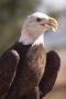 Thumbnail image of item number 1 in: 'American Bald Eagle'.
