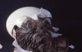Photograph: Ostrich Hatching
