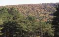 Photograph: Ouachita National Forest
