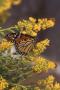 Photograph: Monarch Butterfly