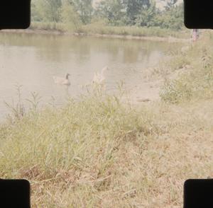 Primary view of object titled 'Geese'.