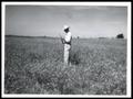 Photograph: Checking Growth of Yellow Sweet Clover