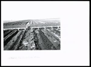 Primary view of object titled 'Row Irrigation by Gated Pipe'.