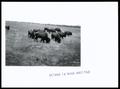 Photograph: Buffalo Grazing on Mt. Scott Pasture