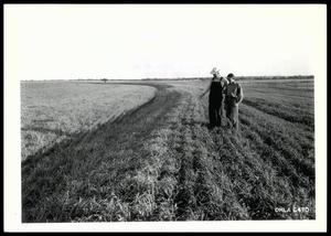 Standing in a Field of Contour Drilled Grain