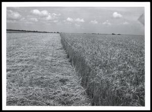Wheat Growing on Kirkland Silt