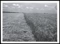 Photograph: Wheat Growing on Kirkland Silt