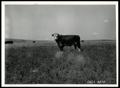 Photograph: Registered Hereford Bull