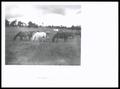 Photograph: Quarter Horse Mares and Colts in Bermuda Pasture