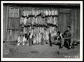 Photograph: Catch of Fur Bearers
