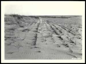 Wind Erosioin on Cultivated Sand