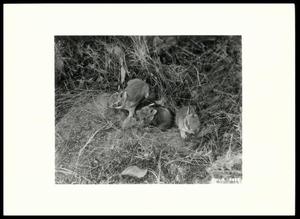 Primary view of object titled 'Cottontail Rabbit Nest'.