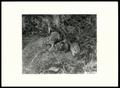 Thumbnail image of item number 1 in: 'Cottontail Rabbit Nest'.