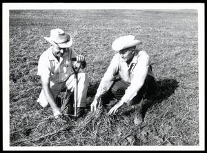 Conservationists Examining Stubble Mulch Tillage (2)