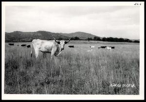 Primary view of object titled 'Livestock'.