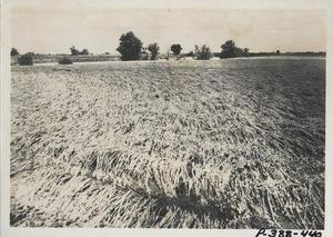 Primary view of object titled 'Grain Field after Flooding'.