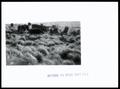 Photograph: Cattle Grazing on Weeping Lovegrass