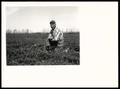 Photograph: First Year Alfalfa