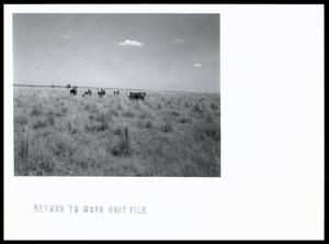 Primary view of object titled 'Cattle on Native Tall Grass'.
