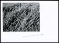 Thumbnail image of item number 1 in: 'Improved Pasture'.