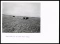 Thumbnail image of item number 1 in: 'Cattle Grazing On Properly Managed Range'.