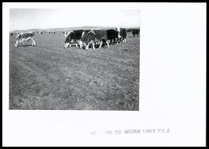 Stockers on Wheat Pasture