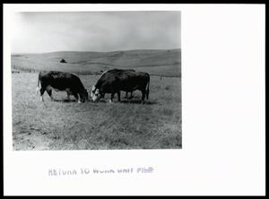 Primary view of object titled 'Calves Grazing on Native Range'.
