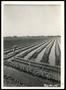 Photograph: Irrigation of Cantelope Fields