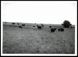 Angus-Brahman Cattle Grazing