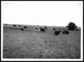 Photograph: Angus-Brahman Cattle Grazing