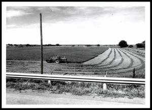 Irrigated Alfalfa