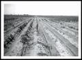 Photograph: Irish Potato Field