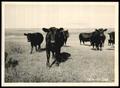 Photograph: Angus Cattle