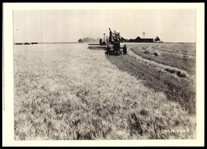 Hobart Camp Wheat Project
