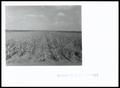 Photograph: Hybrid Field Corn
