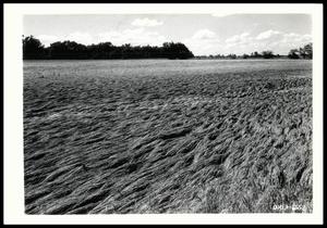 Wheat Ruined by Flood Waters
