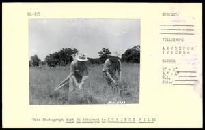 Hand Harvesting Weeping Lovegrass