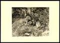 Photograph: Cottontail Rabbit Nest