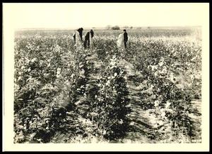Contour Cotton Farming