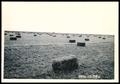 Photograph: Alfalfa Pasture