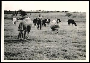 Dairy Herd Grazing